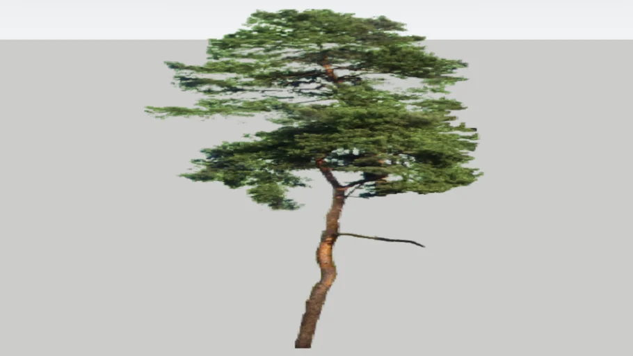 Pine Tree