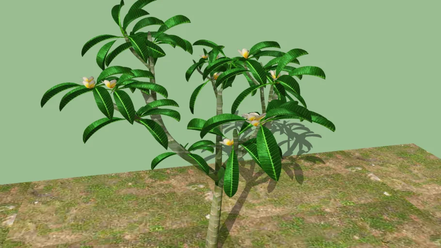 Plumeria Plant(common name Frangipani)