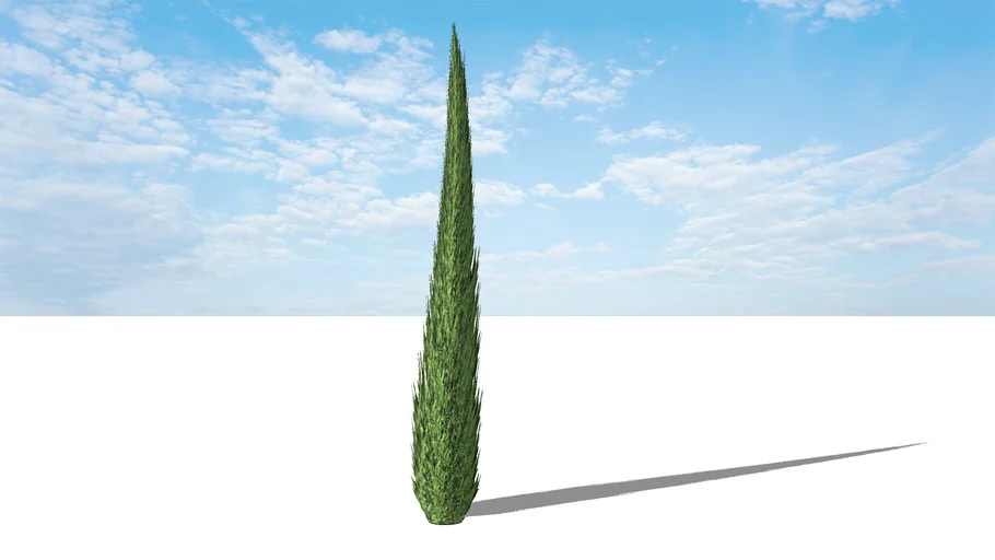 Cupressus sempervirens 'Stricta'