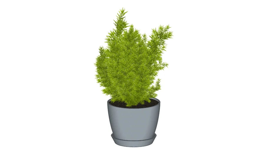 Foxtail Fern Interior Plant
