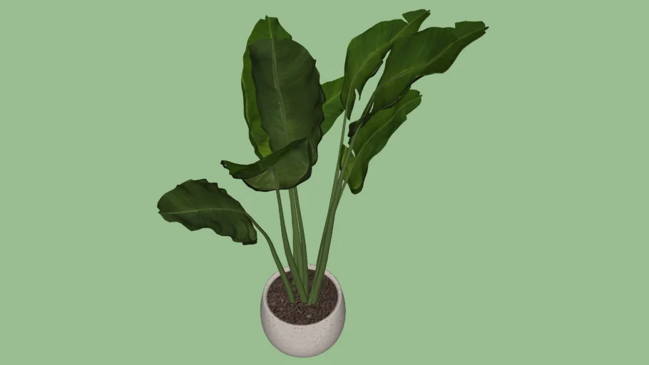 PALMA VEGETACION DECORACION