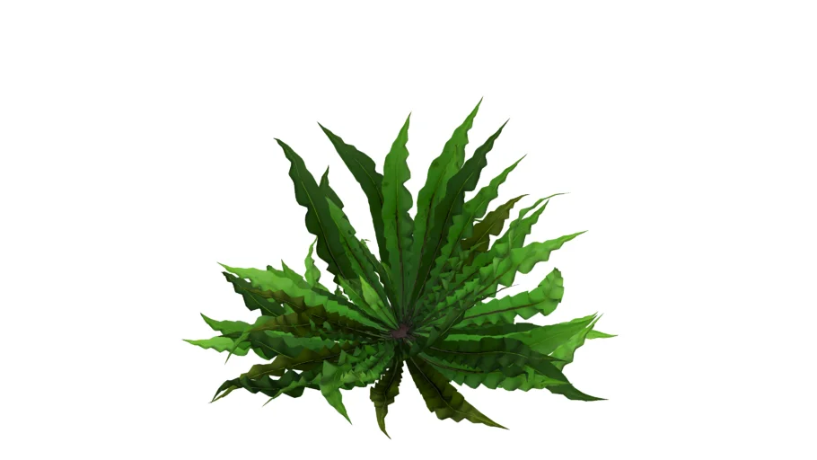Asplenium nidus Crispy Wave - Cây dương sỉ xoắn