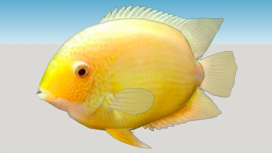 Ciclido Durazno (Heros severus)