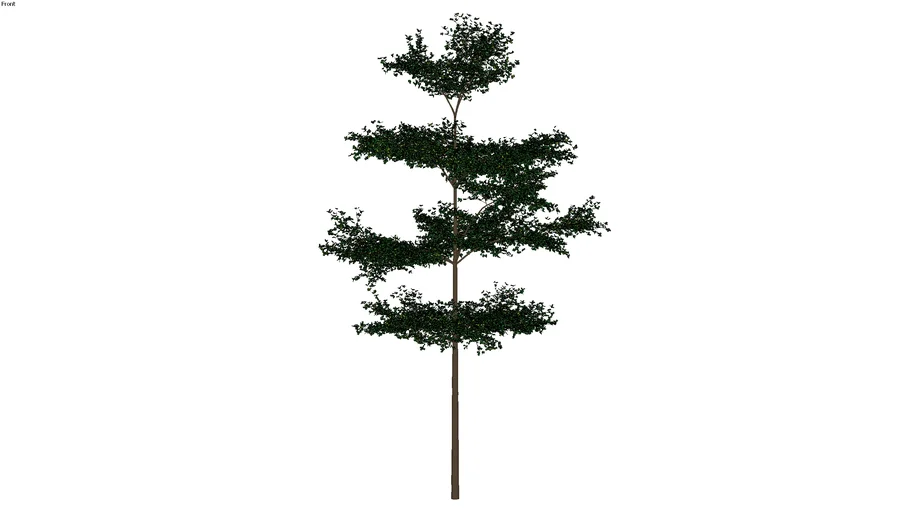 Terminalia mantaly_02