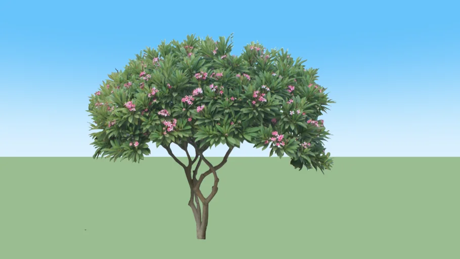 PLUMERIA+FRANGIPANI+TREE