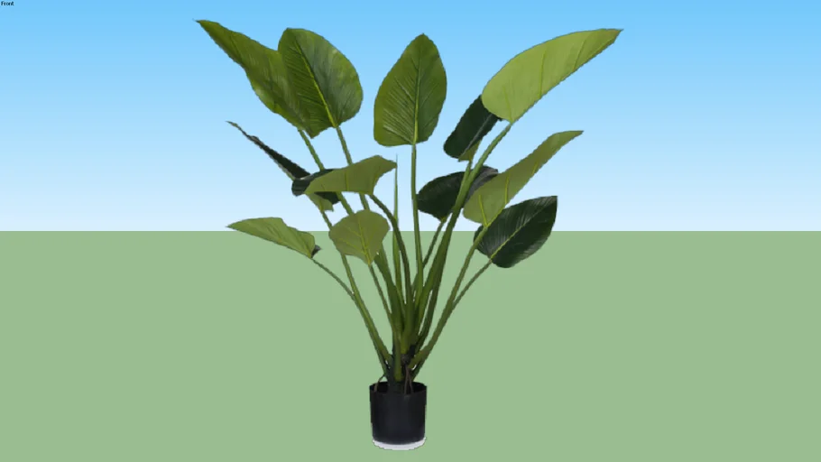 Curcuma Leaf Plants
