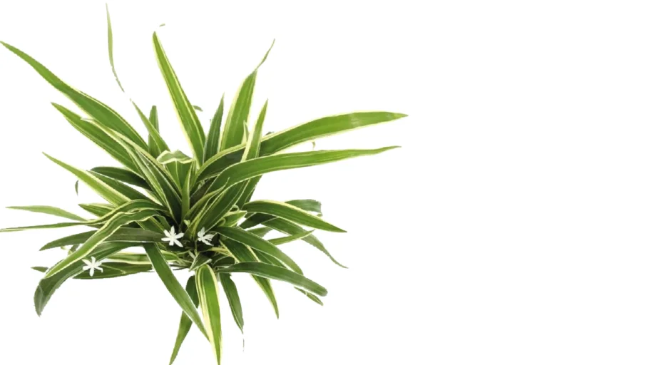 Chlorophytum bichetii