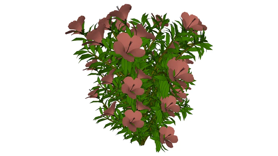 HIBISCUS