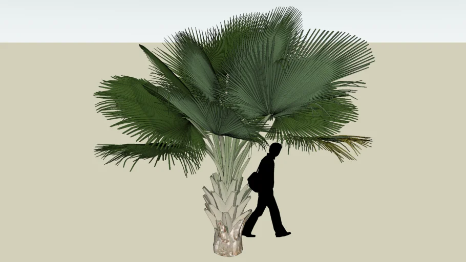 palmera