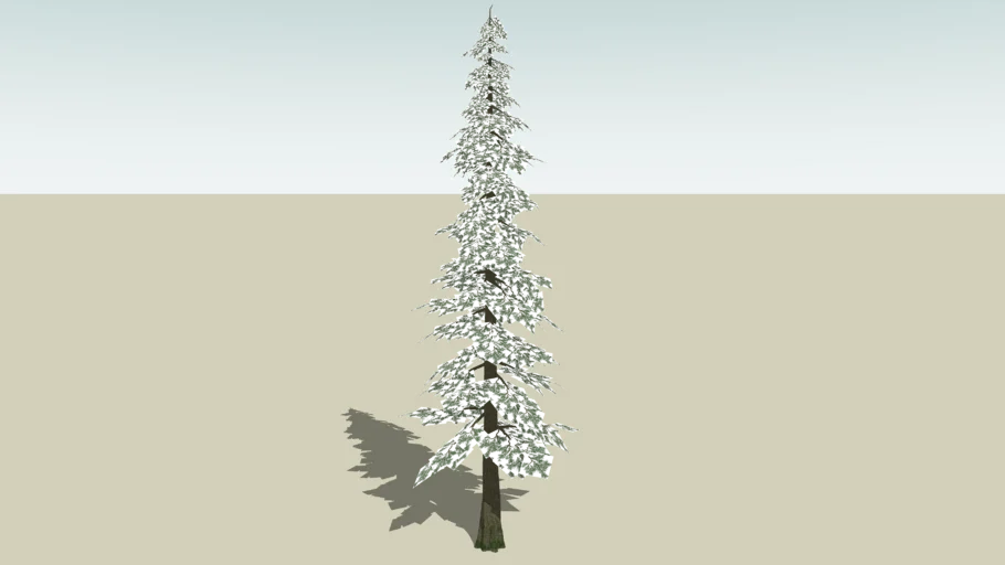 Fir Tree