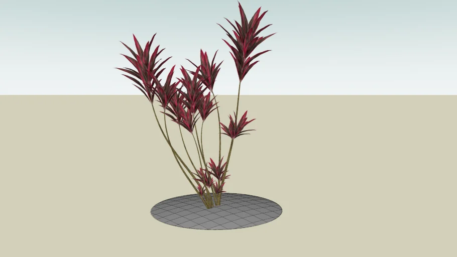 Cordyline 2