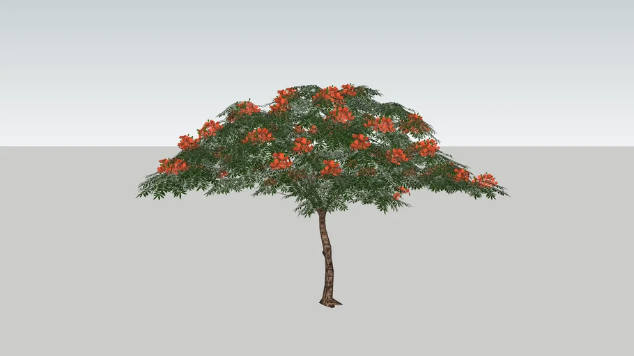 Flamboiã vermelho