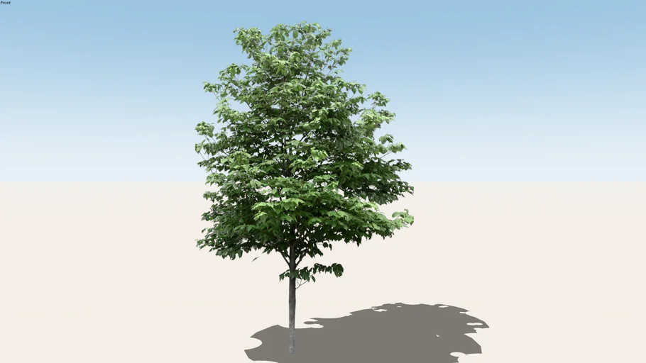 Tree png TH-02