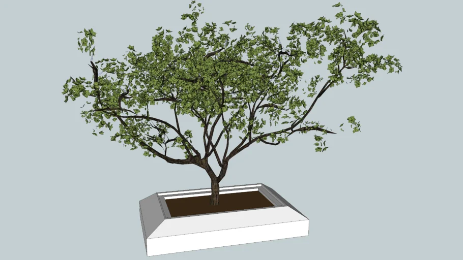 Bonsai