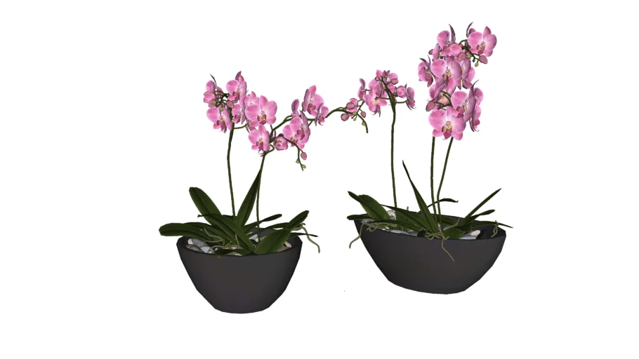 orchid