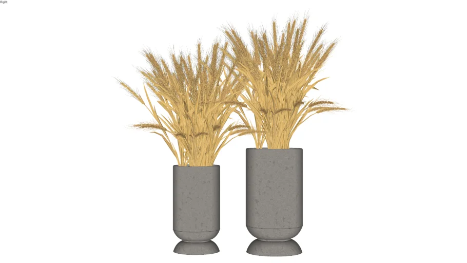 Vasos de trigo