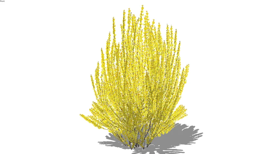 Forsythia