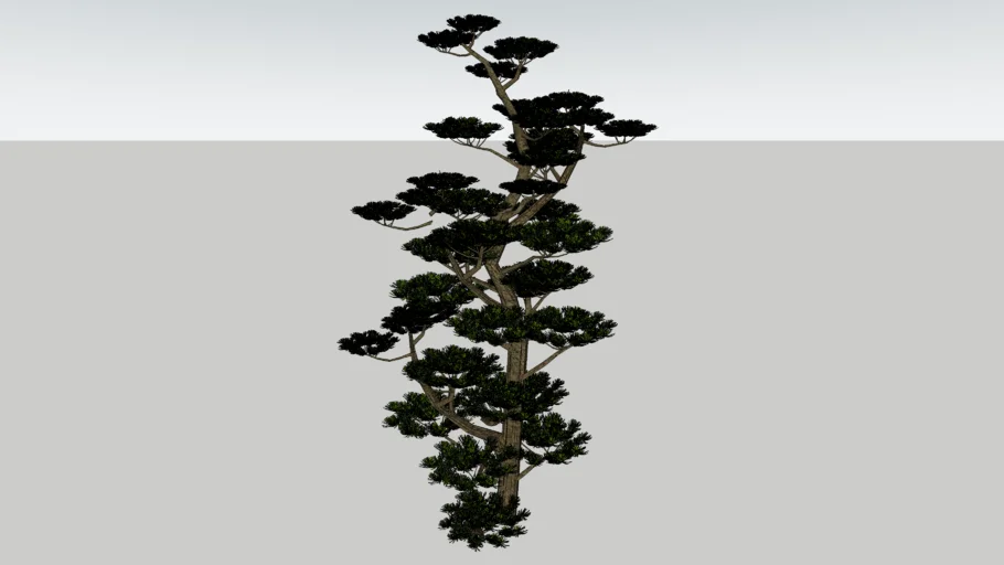 cây thông-tree