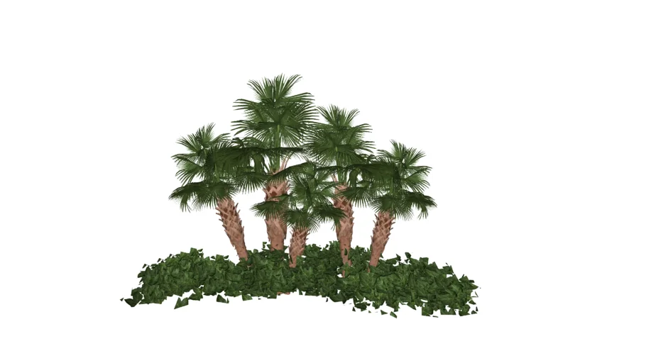 Palemiras Fenix - Phoenix roebelenii