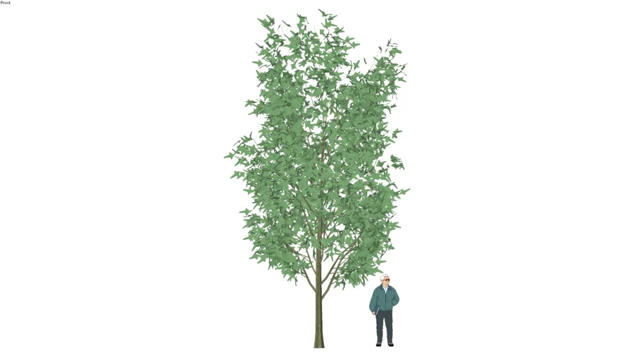 ARBRE