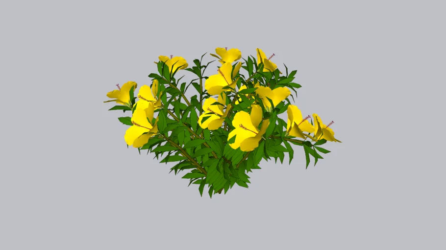 HIBISCO AMARILLO
