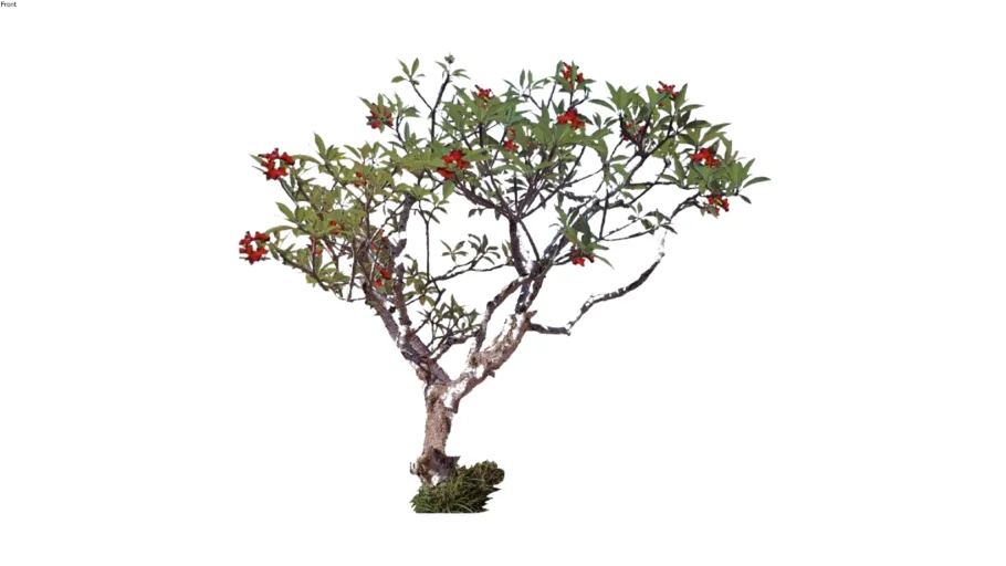 adenium kamboja merah