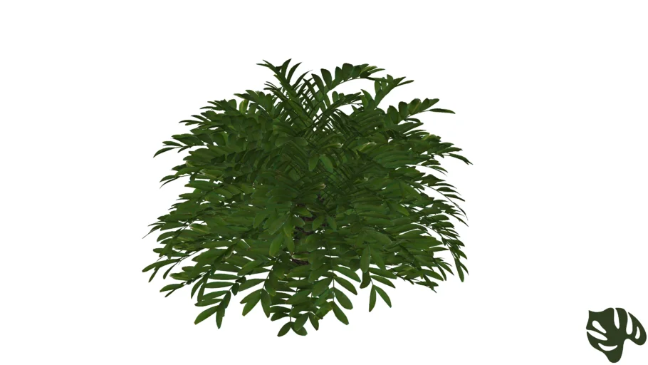 Zamia - Zamia furfuracea G