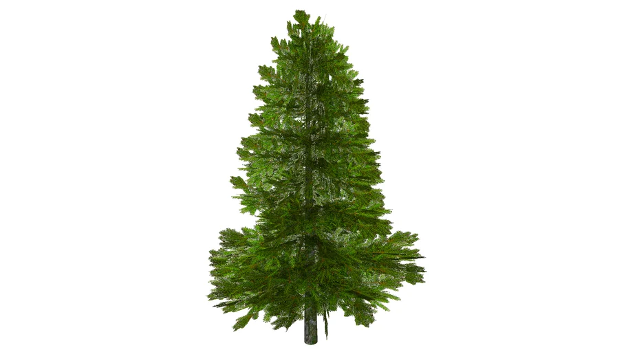 Pinus