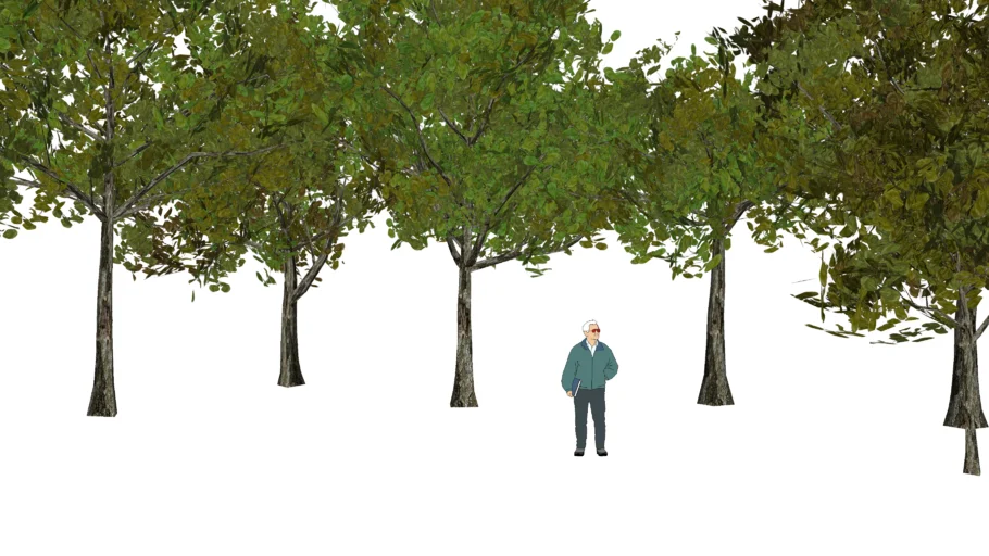 tree 3D ต้นหูกวาง