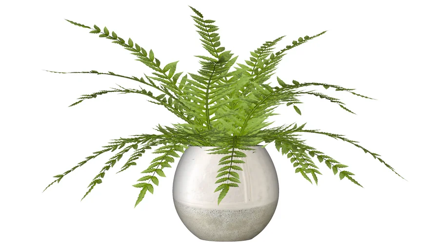 Vaso com samambaia