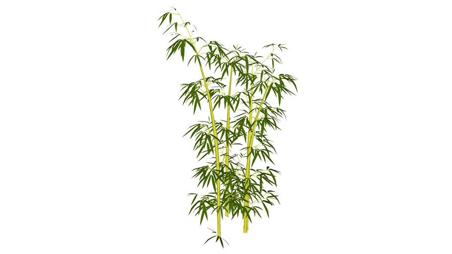 Bamboo cluster