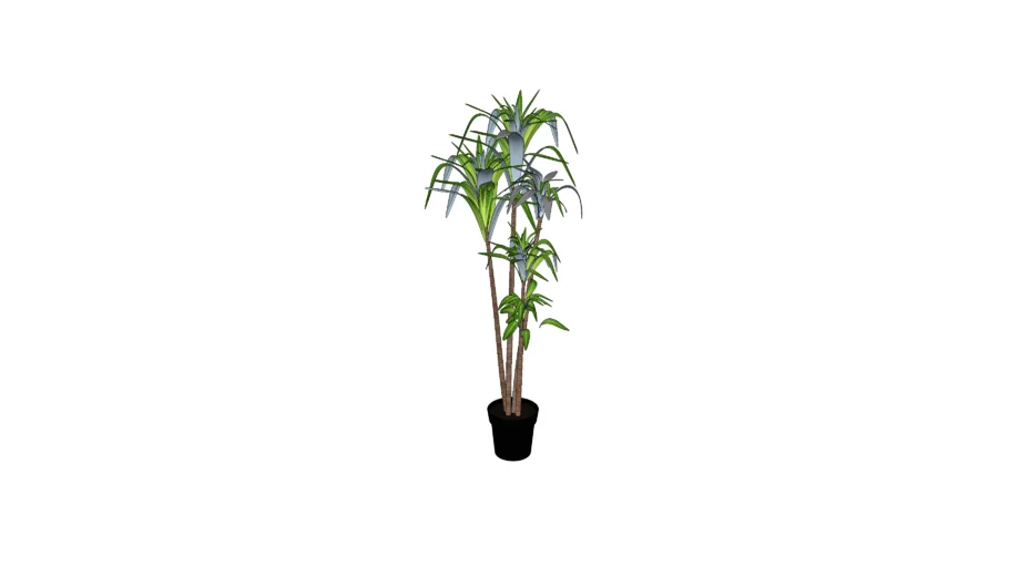 Dracaena Tree