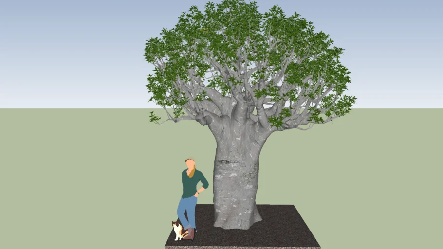 Adansonia digitata        Baobab africain
