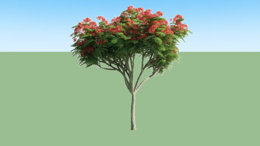 Delonix Regia Small, Flame tree