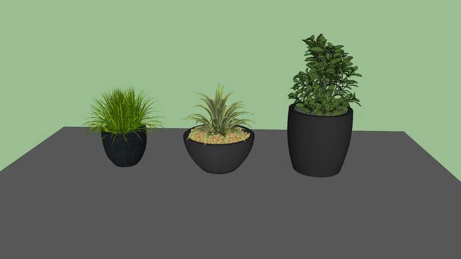 vaso plantas