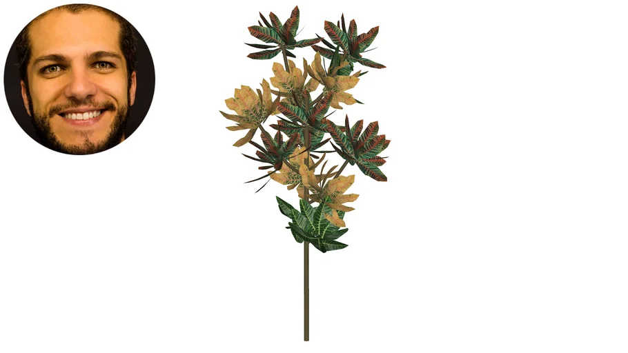 Croton