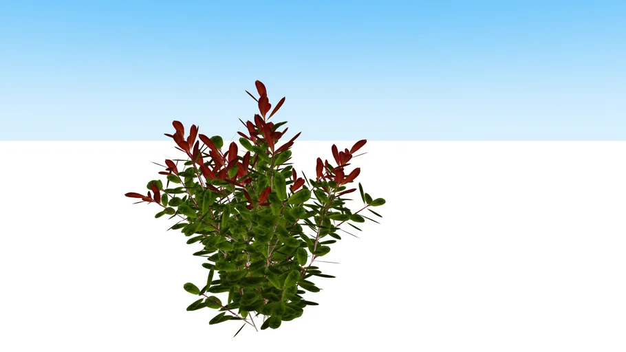 photinia