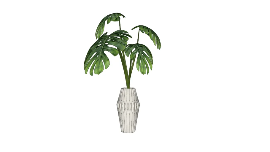 Interior Plant