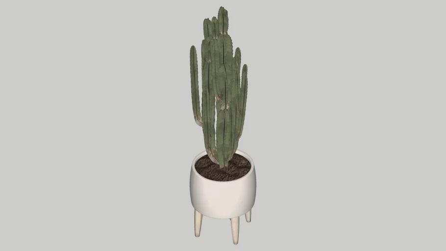 Cactus | 3D Warehouse