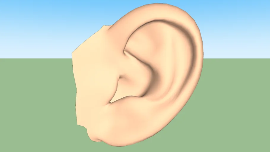 High Poly 3D Ear