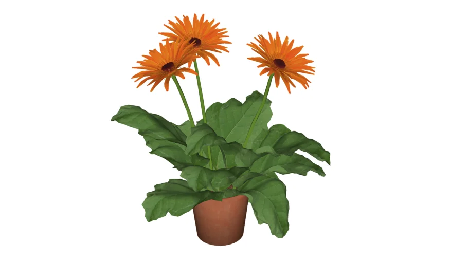 盆栽非洲菊花盆 -www.tuhua8.com