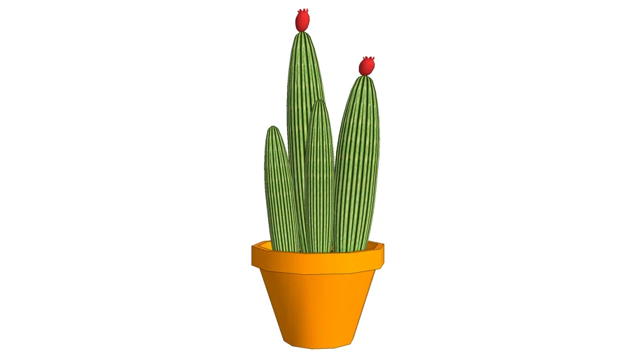 Cactus