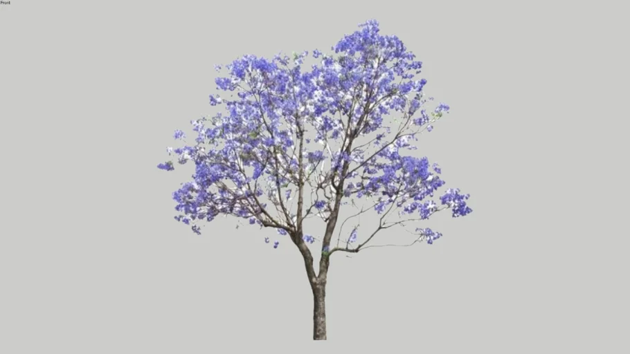 Jacaranda Mimosifolia
