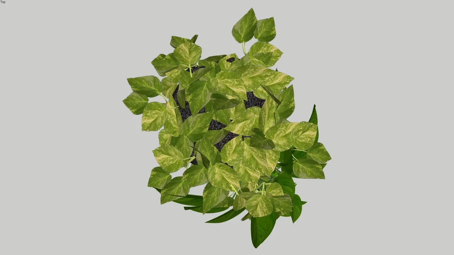 Planta Jibóia