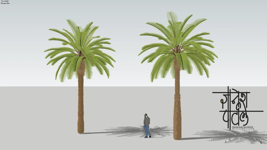 PALM TREES