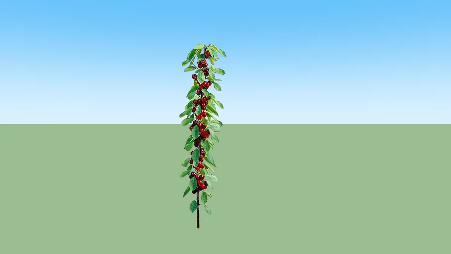 Cherry Tree