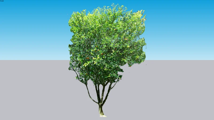 Pé de acerola