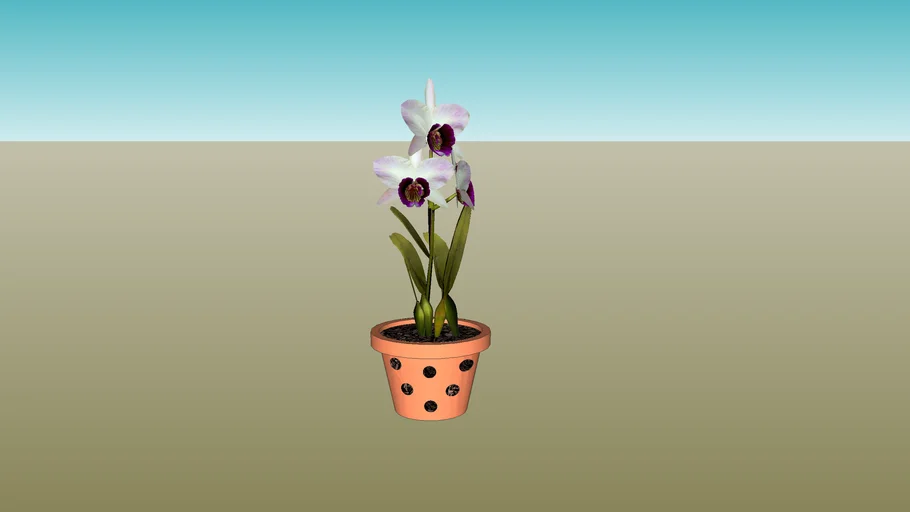 Orchid
