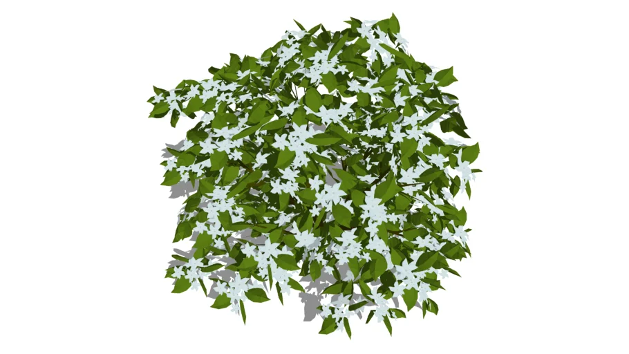 Jasmine