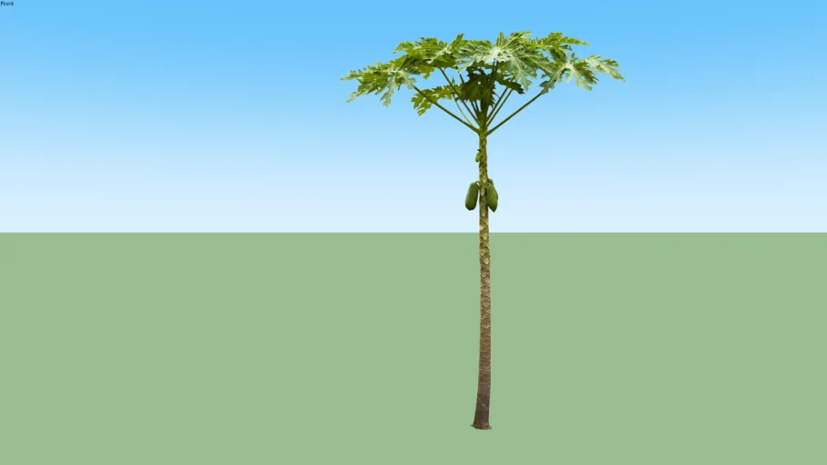 Papaya - Kates - Gandul